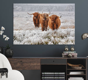 Highland Cows in Snow Canvas Art Print, Highland Cattle