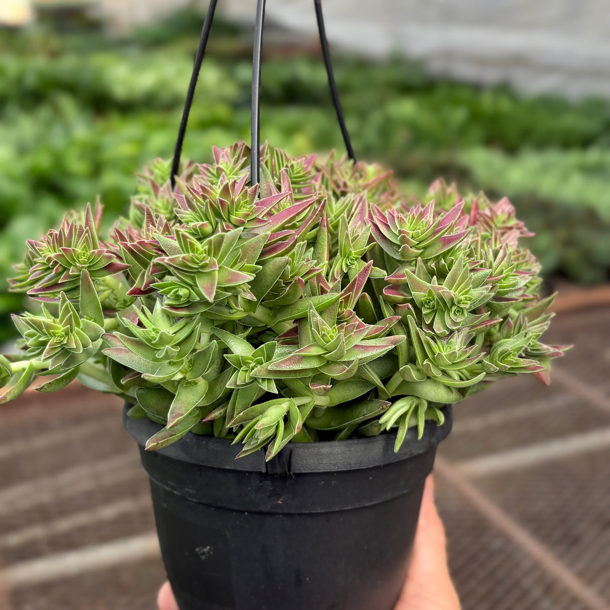 Succulent Crassula Capitella Red