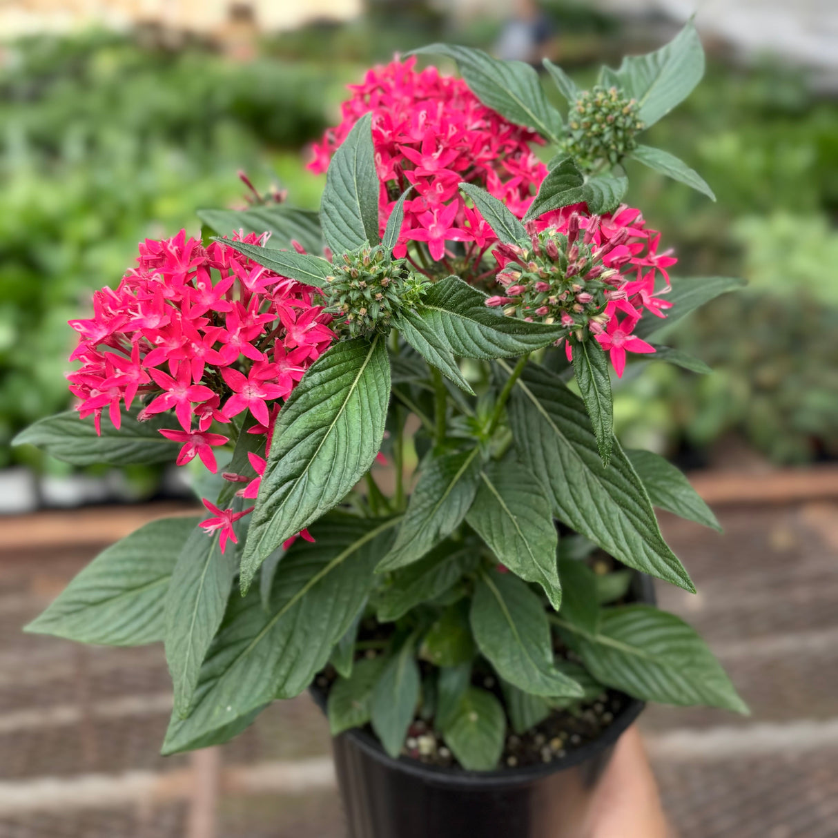 Pentas Red