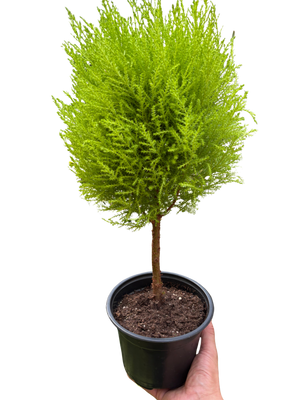 Cypress Lemon Topiary | Fragrant Chartreuse Topiary Plant | House Plant Shop