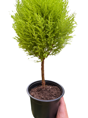 Cypress Lemon Topiary | Fragrant Chartreuse Topiary Plant | House Plant Shop