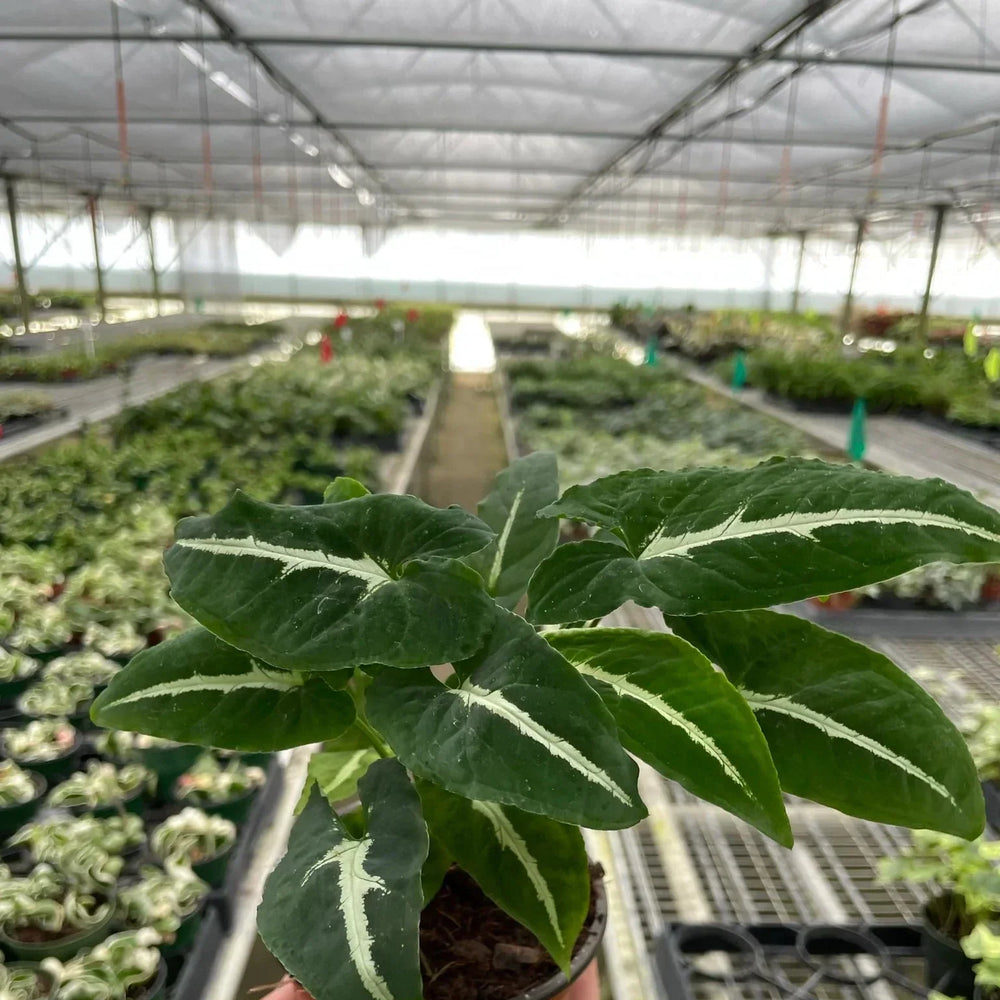 Syngonium wendlandii 'Black Velvet'