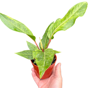 Anthurium Renaissance | Red Flowering Plant with Long-Lasting Blooms | House Plant Shop