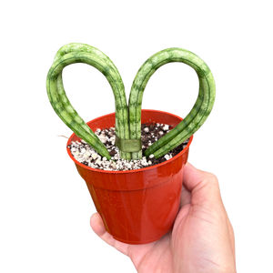 Snake Plant Heart | Compact Heart-Shaped Low-Maintenance Plant | House Plant Shop