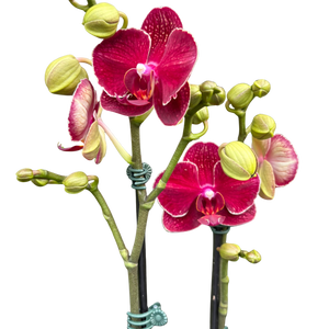 Red Phalaenopsis Orchid | Moth Orchid with Red Flowers | House Plant Shop