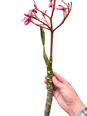 Plumeria Mex Pink Single | Fragrant Pink Tropical Flowers | House Plant Shop
