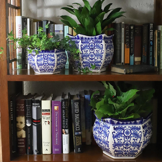 Blue and white spring blossom planter set