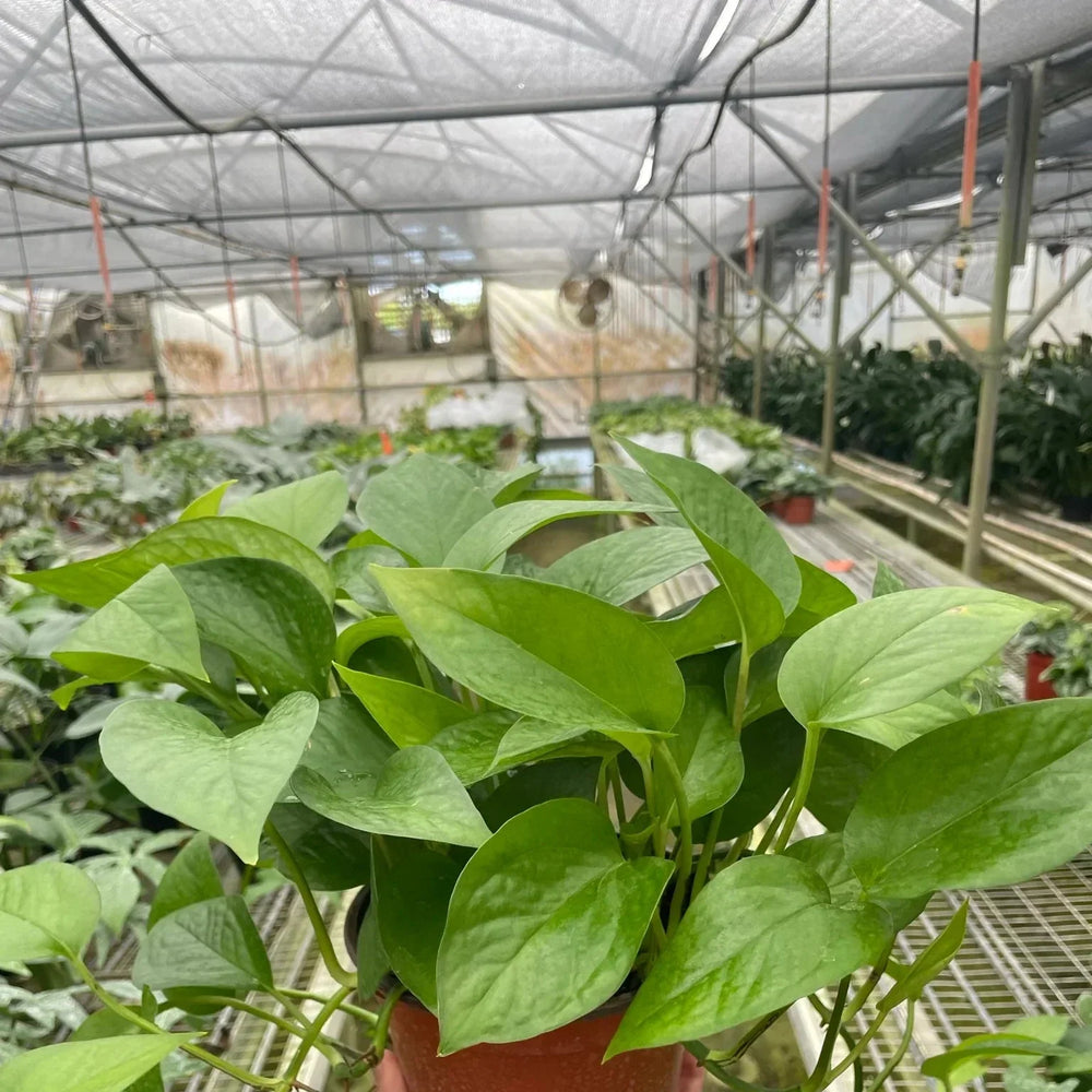 Pothos 'Green Queen'