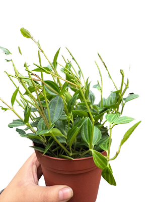 Peperomia Angulata (Beetle Peperomia) | Unique Trailing Plant | House Plant Shop