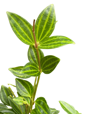 Peperomia Angulata (Beetle Peperomia) | Unique Trailing Plant | House Plant Shop