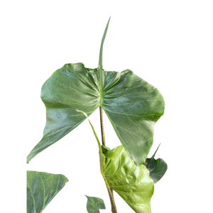 Alocasia Stingray | Unique Elephant Ear Plant | House Plant Shop