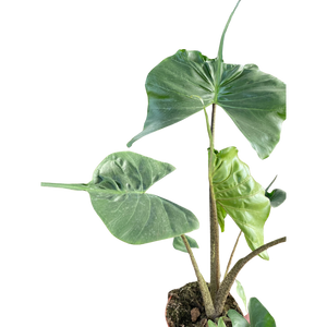 Alocasia Stingray | Unique Elephant Ear Plant | House Plant Shop