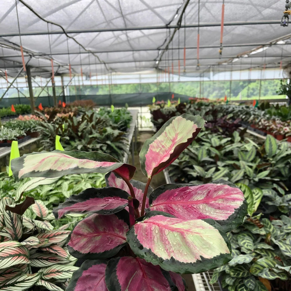 Calathea roseopicta 'Silvia'