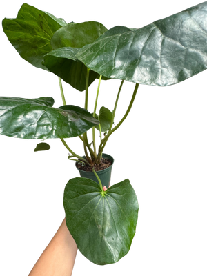 Farfugium japonicum (Leopard Plant) | Bold Architectural Foliage Plant | House Plant Shop