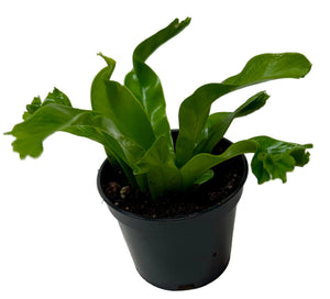 Bird's Nest 'Leslie' Fern