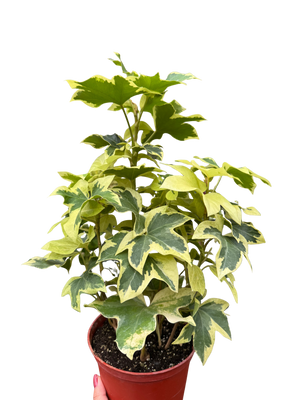 Variegated English Ivy | Trailing Plant with Cream & Green Leaves | House Plant Shop