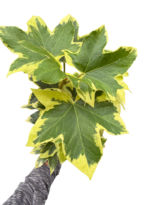 Variegated English Ivy | Trailing Plant with Cream & Green Leaves | House Plant Shop