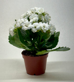 Kalanchoe 'Blossfeldiana'