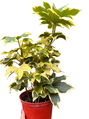 Variegated English Ivy | Trailing Plant with Cream & Green Leaves | House Plant Shop