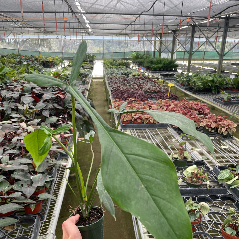 Philodendron 'Joepii'