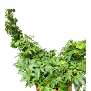Ivy Green Topiary Heart