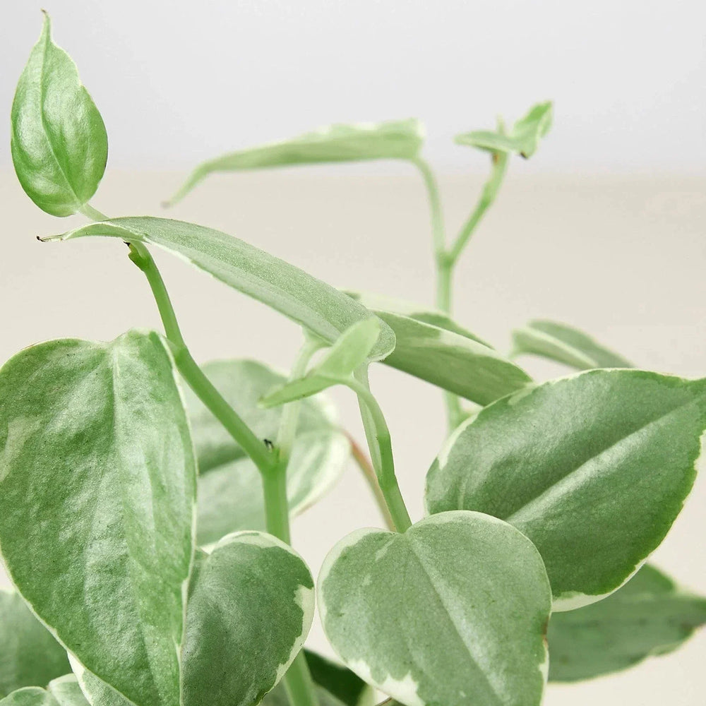 Peperomia 'Cupid'