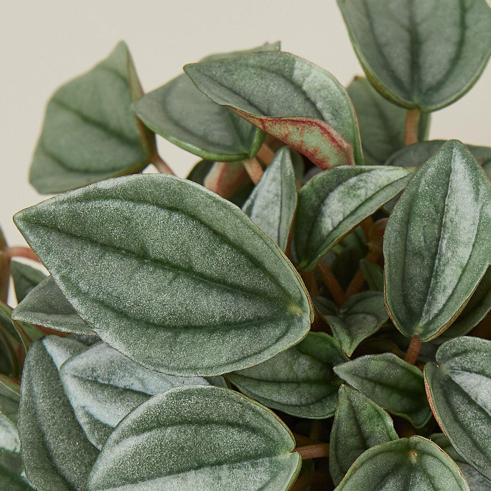 Peperomia 'Napoli Nights' - 4" Pot