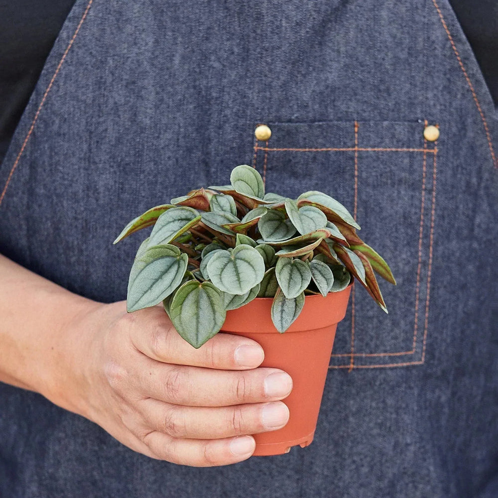 Peperomia 'Napoli Nights' - 4" Pot