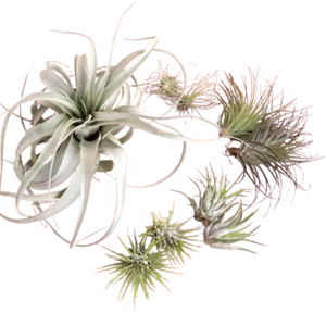 Mothers Day Air Plant Bundle
