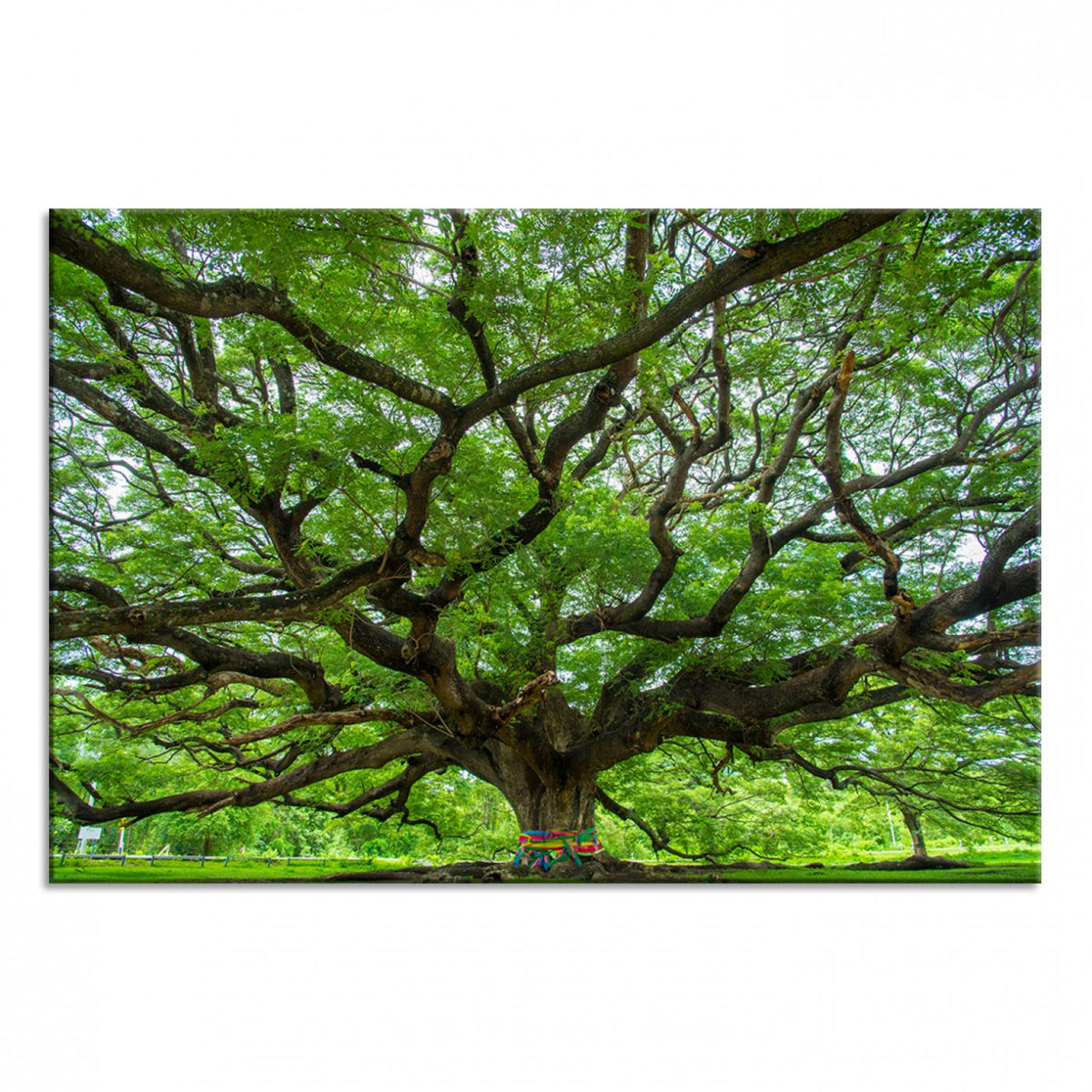 Oak Tree Wall Art Print, Forest Canvas Wall Art for Home and