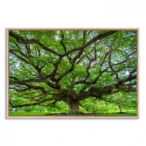 Oak Tree Wall Art Print, Forest Canvas Wall Art for Home and