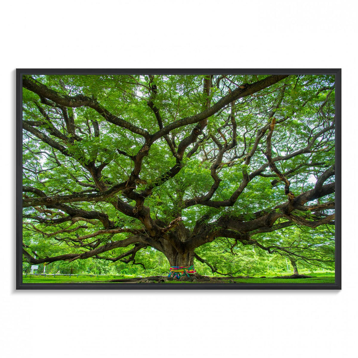 Oak Tree Wall Art Print, Forest Canvas Wall Art for Home and