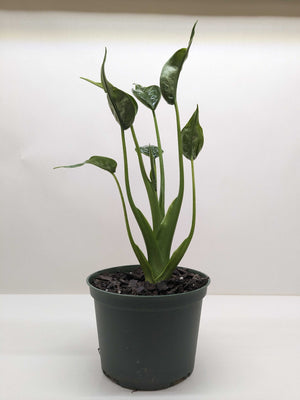 Alocasia 'Tiny Dancer' - 4" Pot