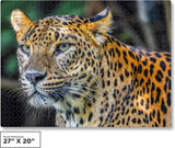 QuizQuirk 1000 Piece Puzzle, Bold Leopard Jigsaw Puzzle for Adults/Teens (Puzzle Saver Kit Included)