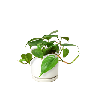 Philodendron Cordatum Heartleaf | Easy Care Climbing Houseplant | House Plant Shop