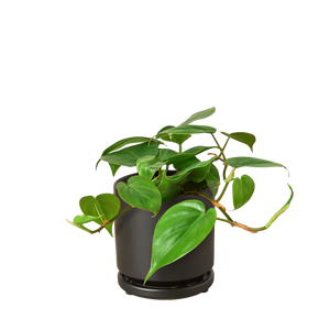 Philodendron Cordatum Heartleaf | Easy Care Climbing Houseplant | House Plant Shop