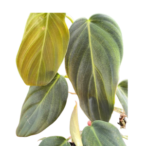 Philodendron Gigas | Giant Velvety Copper-Green Philodendron | House Plant Shop