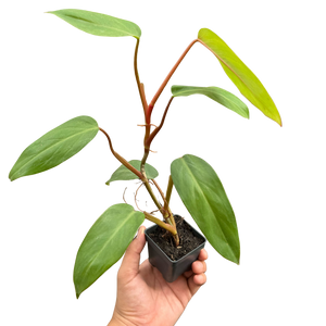 Philodendron Red Emerald