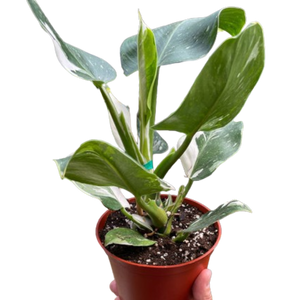Philodendron 'White Wizard'
