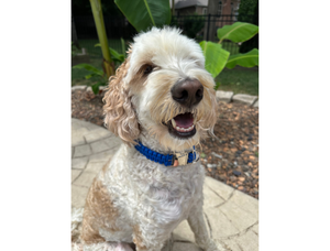 Cobra Braid in Royal Blue - Handmade Dog Collar