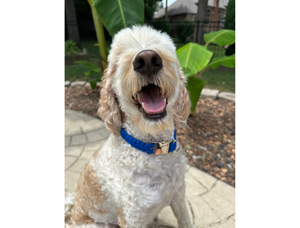 Cobra Braid in Royal Blue - Handmade Dog Collar