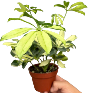 Schefflera Trinette