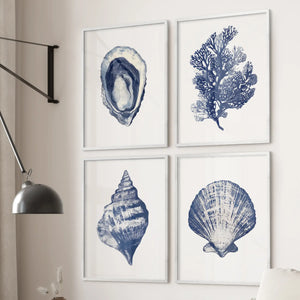 Nautical Art Seashell, Coral Prints. Set of 4 print