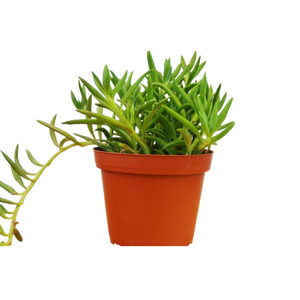 Senecio Succulent 'Fish Hooks'