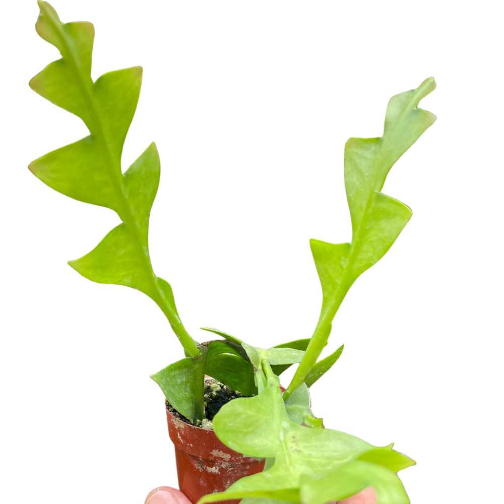 Shark Tooth Orchid Cactus