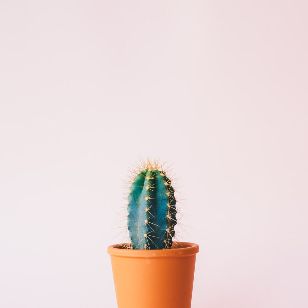 Cactus Blossom Soy Candle