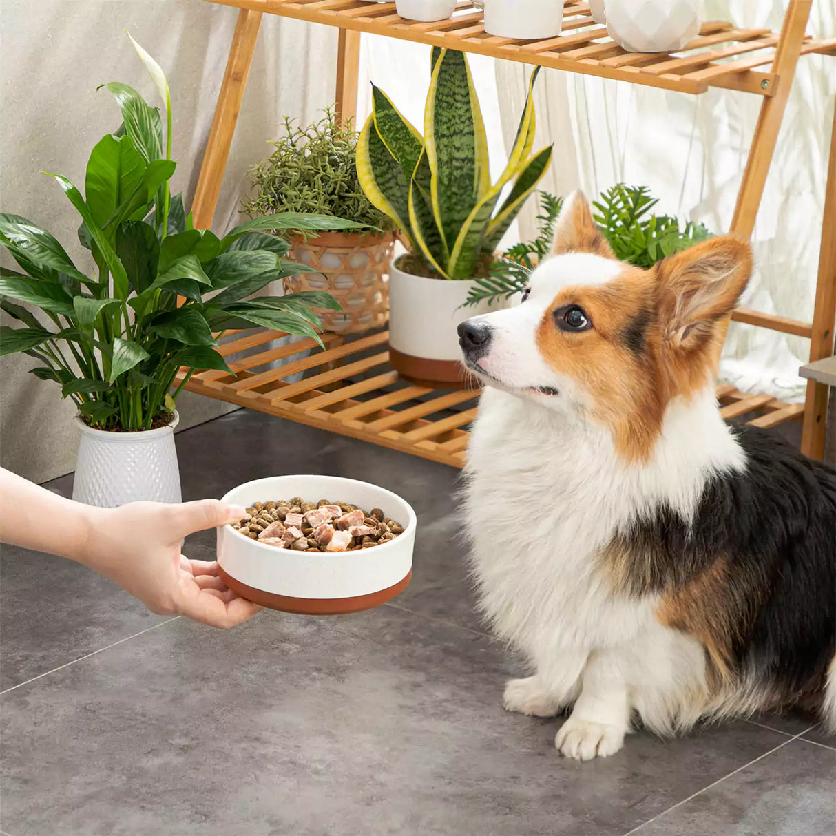 Tara Dog Bowls