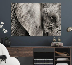 Wall Art Animal Canvas Print Close Taken Elephant with Big