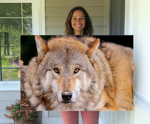 Wild Wolf Wall Art Canvas Print, Framed Canvas Print, Modern