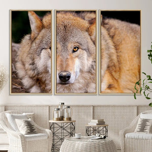 Wild Wolf Wall Art Canvas Print, Framed Canvas Print, Modern